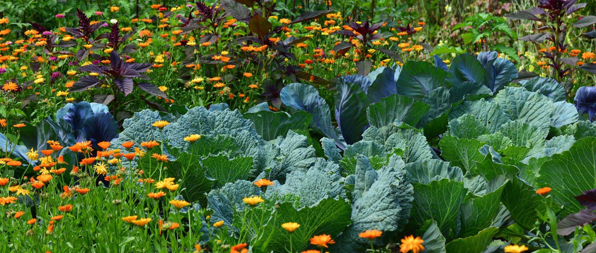 Meststof voor de tuin: hoe kies je de juiste?