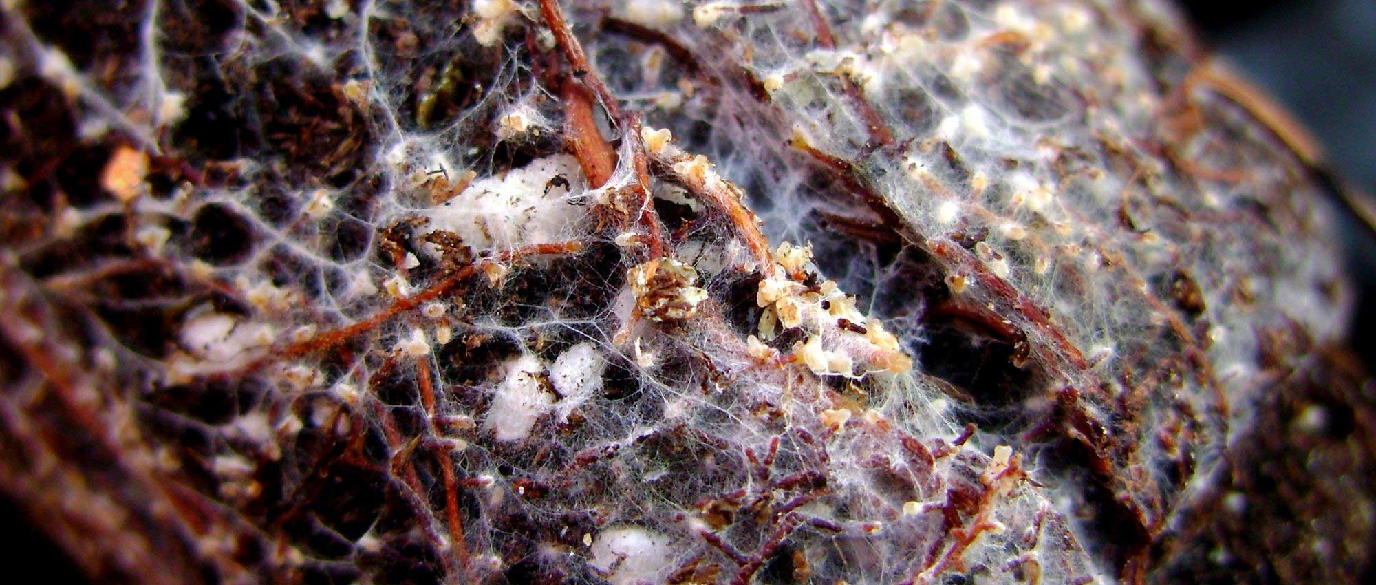 Mycorrhiza: wat is het? Waar dient het voor?