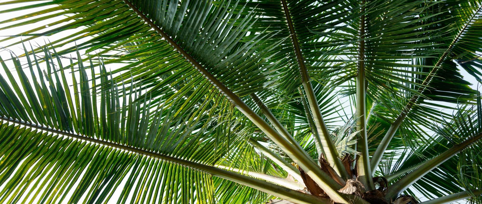 Welke palm kies je voor je tuin?