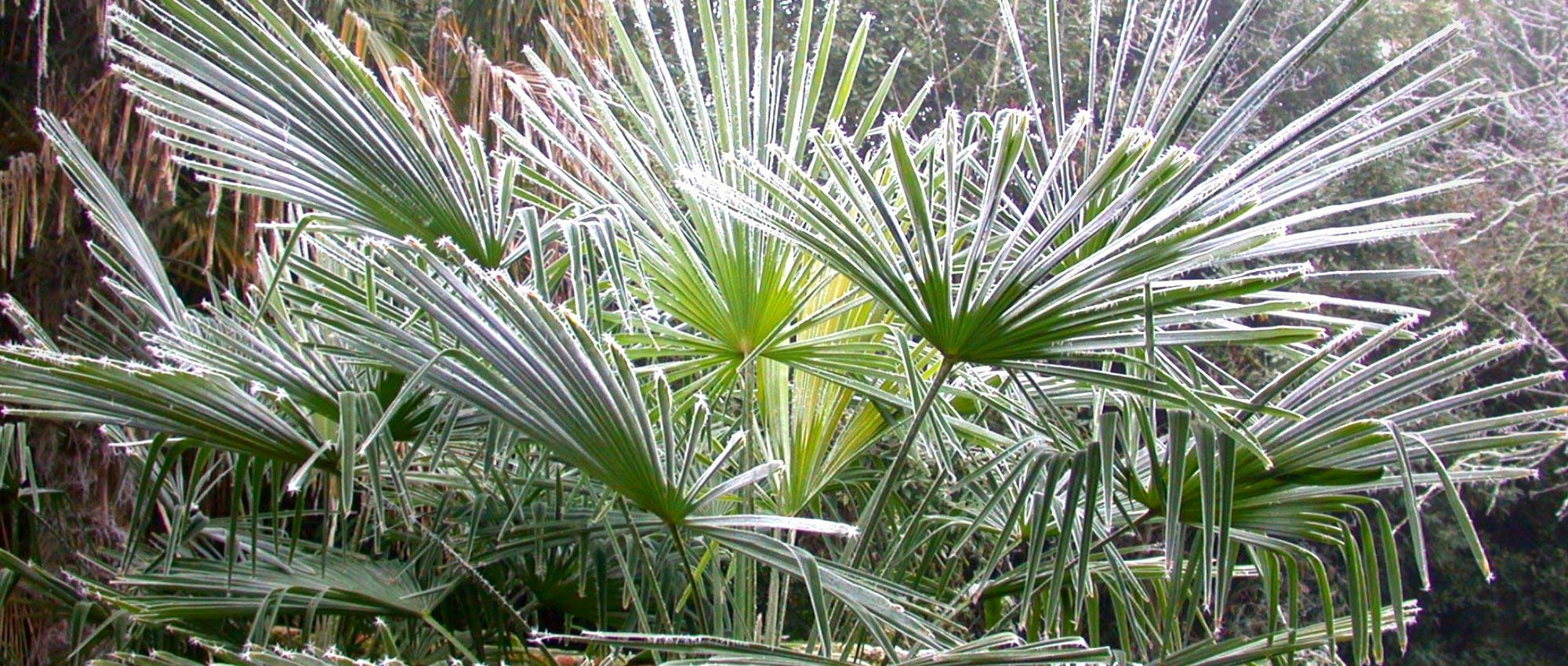 Palm beschermen in de winter?