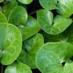 Asarum, mansoor: planten, kweken en verzorgen