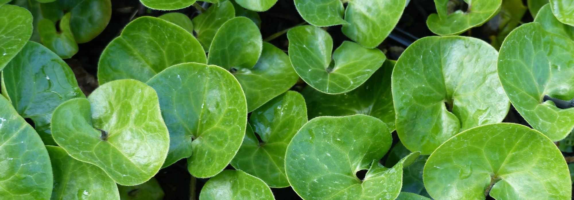 Asarum, mansoor: planten, kweken en verzorgen