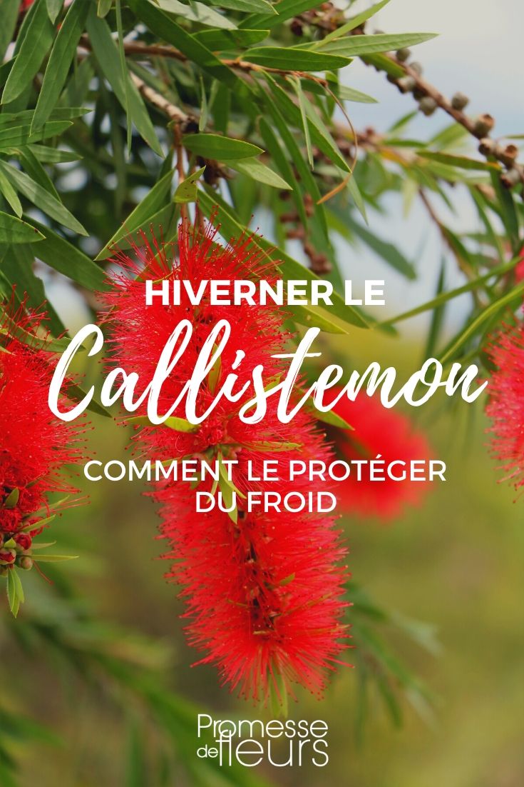 Callistemon: hoe bescherm je hem tegen winterkou?