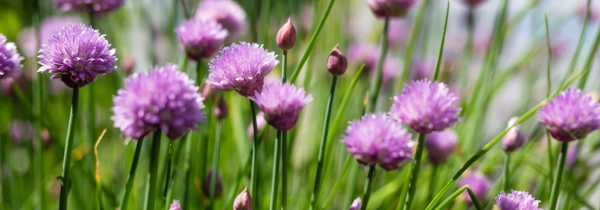 Bieslook: planten, zaaien, scheuren