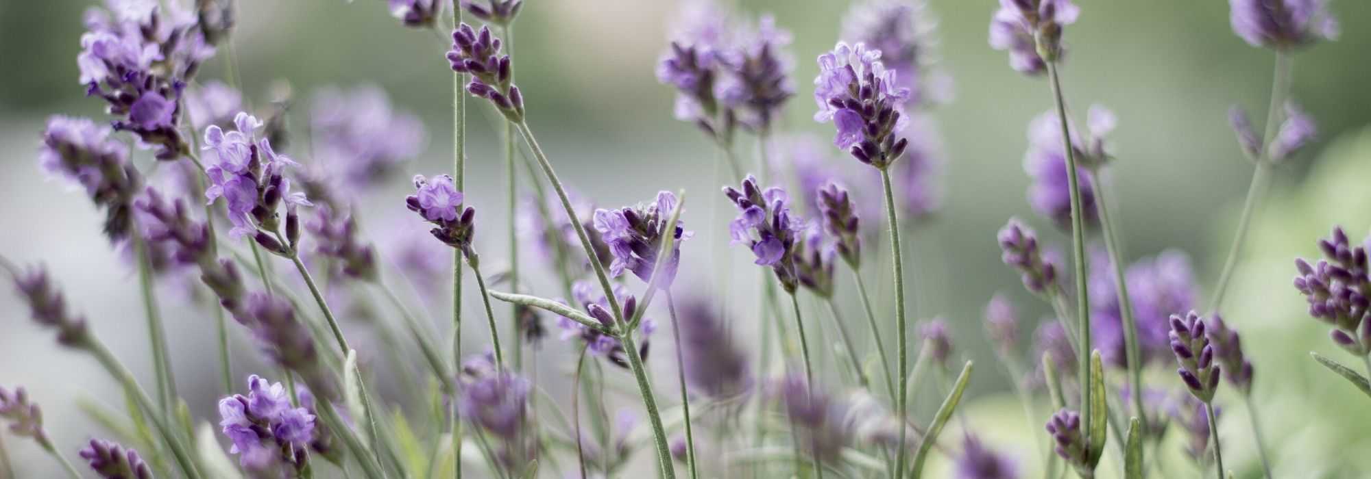 Lavendel drogen: hoe doe je dat?