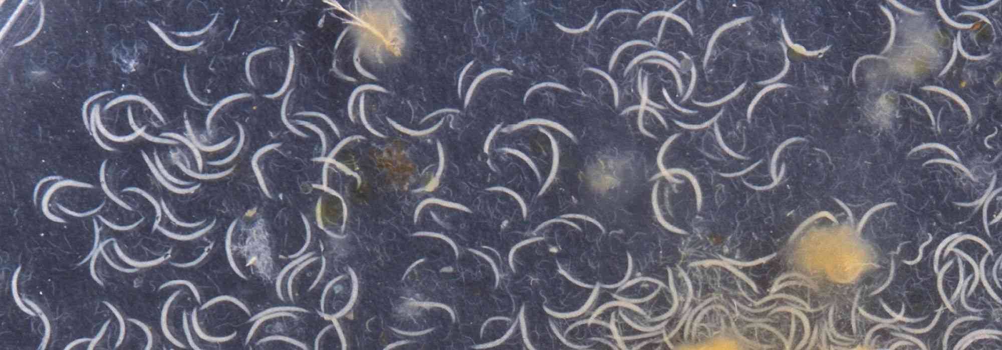 Biologische bestrijding: nuttige nematoden goed gebruiken?