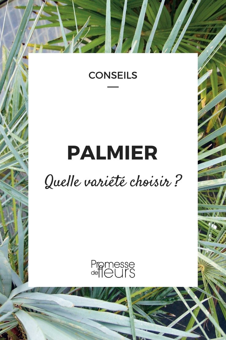 De juiste palm kiezen
