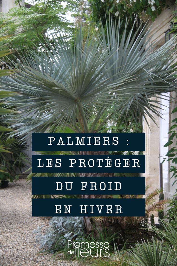 Palm beschermen tegen kou