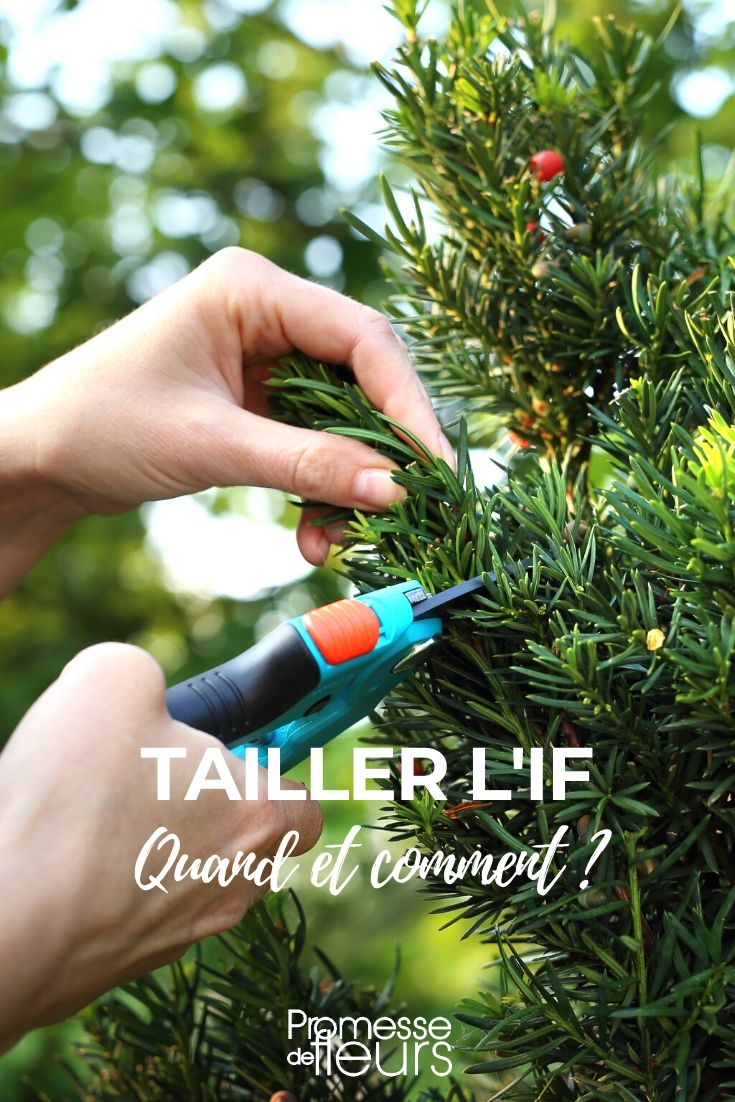 De snoei van de taxus