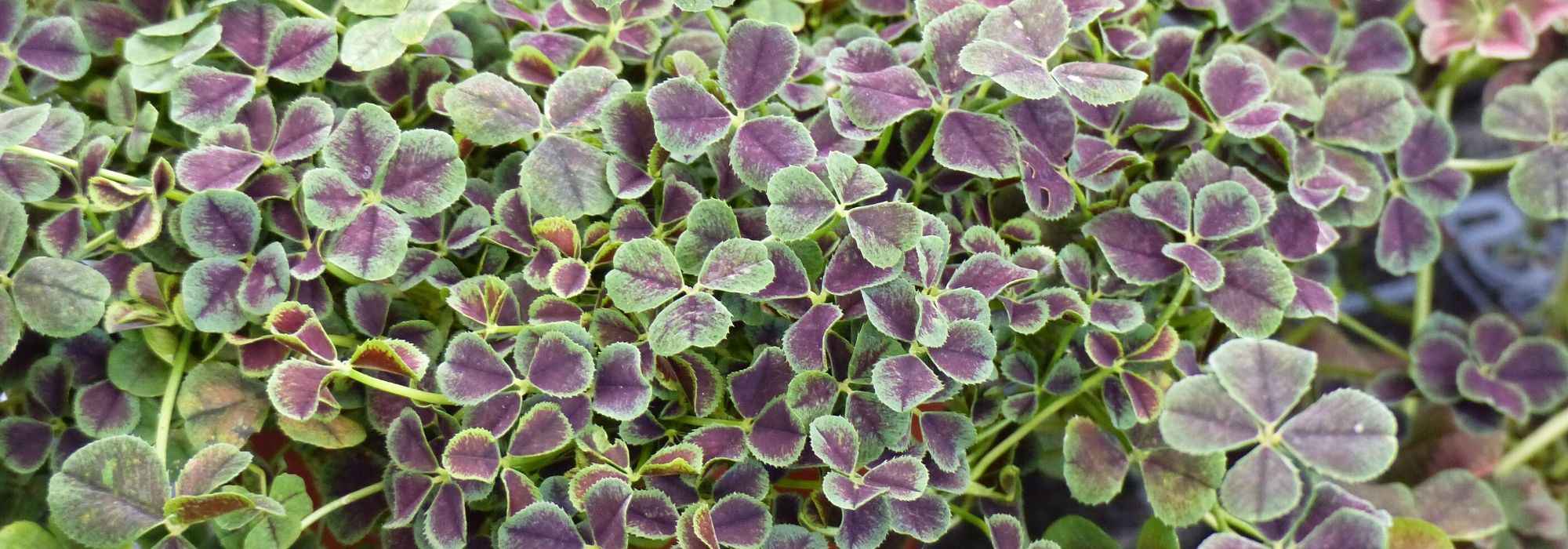 Klaver, Trifolium: planten, zaaien, verzorgen