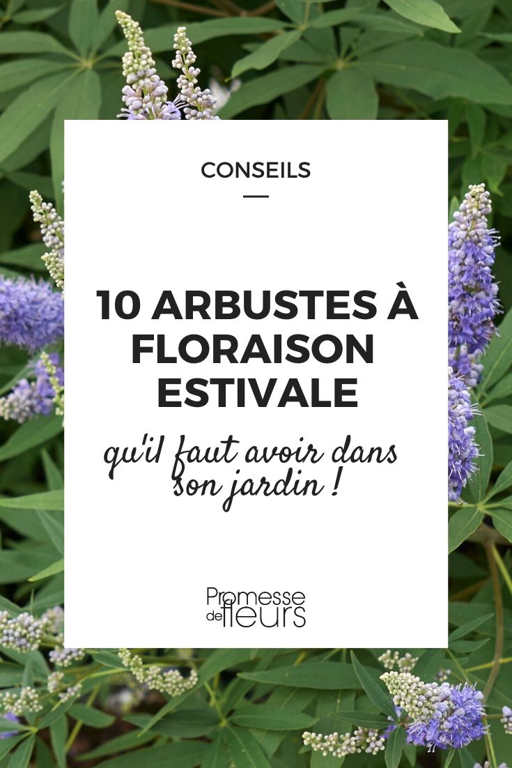 Onze selectie: 10 onmisbare zomerbloeiende heesters