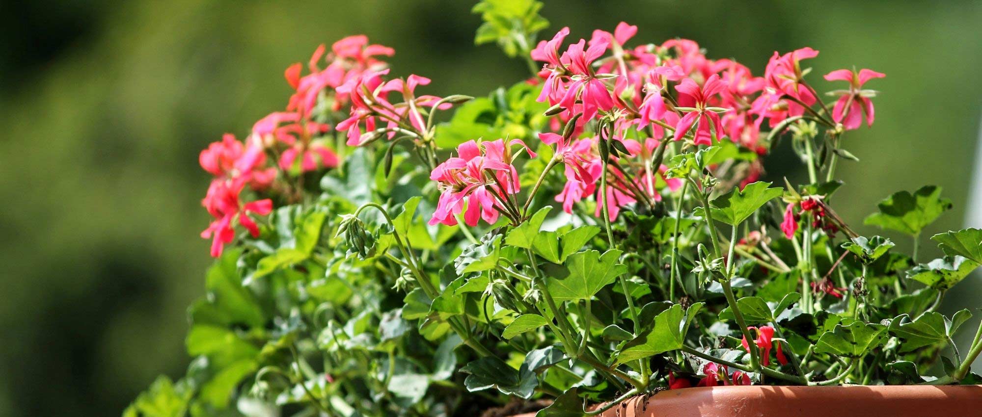 Meststof voor bloembakken en potbeplanting: welke kiezen?