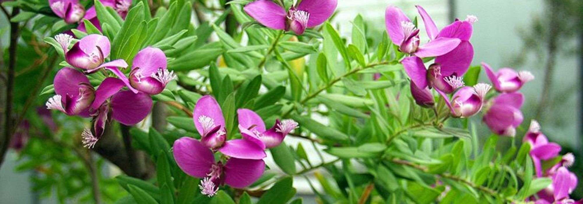 Polygala planten, snoeien en verzorgen