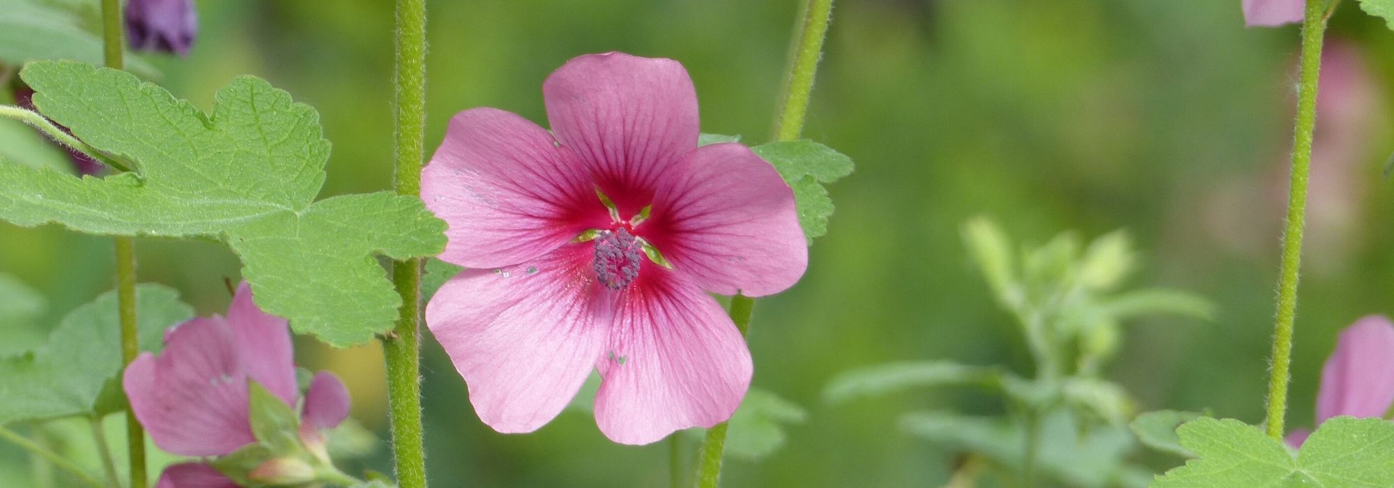 Anisodontea: planten, onderhoud en snoei