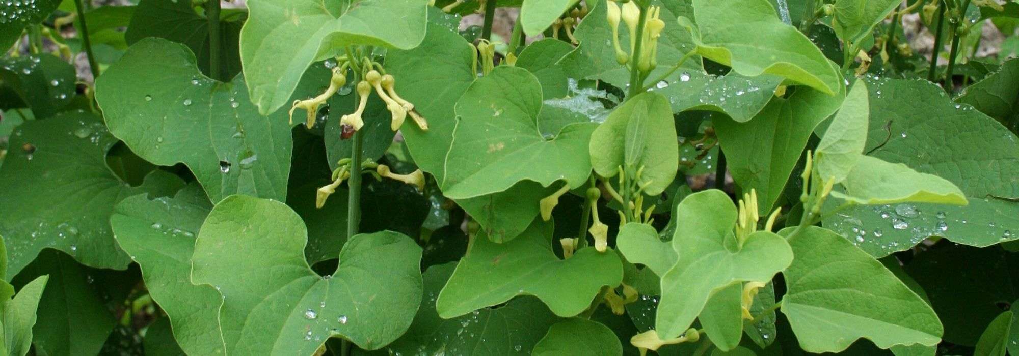 De pijpbloem: planten en telen