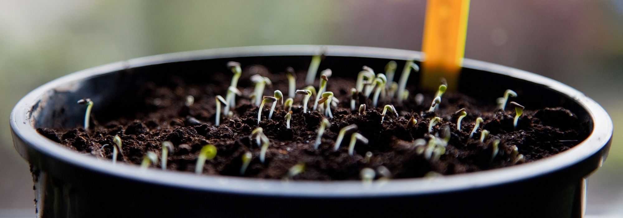 Moestuin kalender - januari