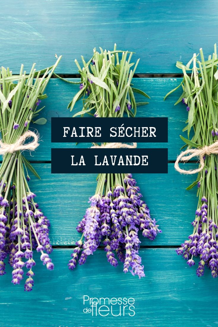 lavendel drogen