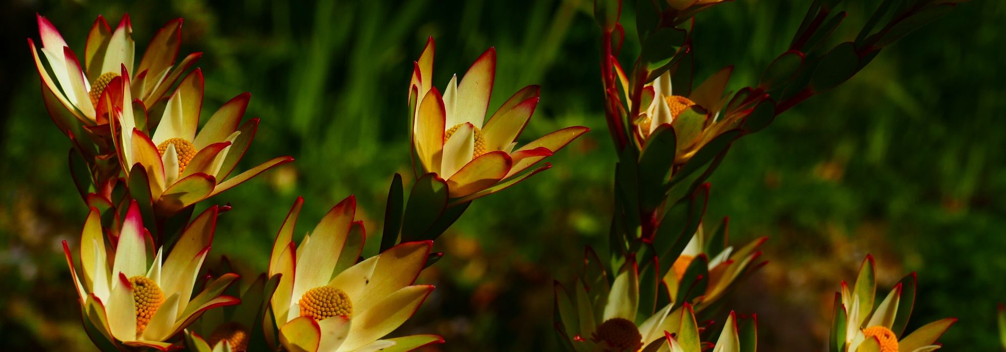 Leucadendron: planten, kweken en onderhoud