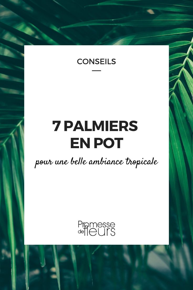 Palm voor binnen: alles wat je moet weten