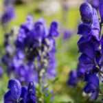 7 giftige planten die je moet kennen voordat je ze in de tuin zet