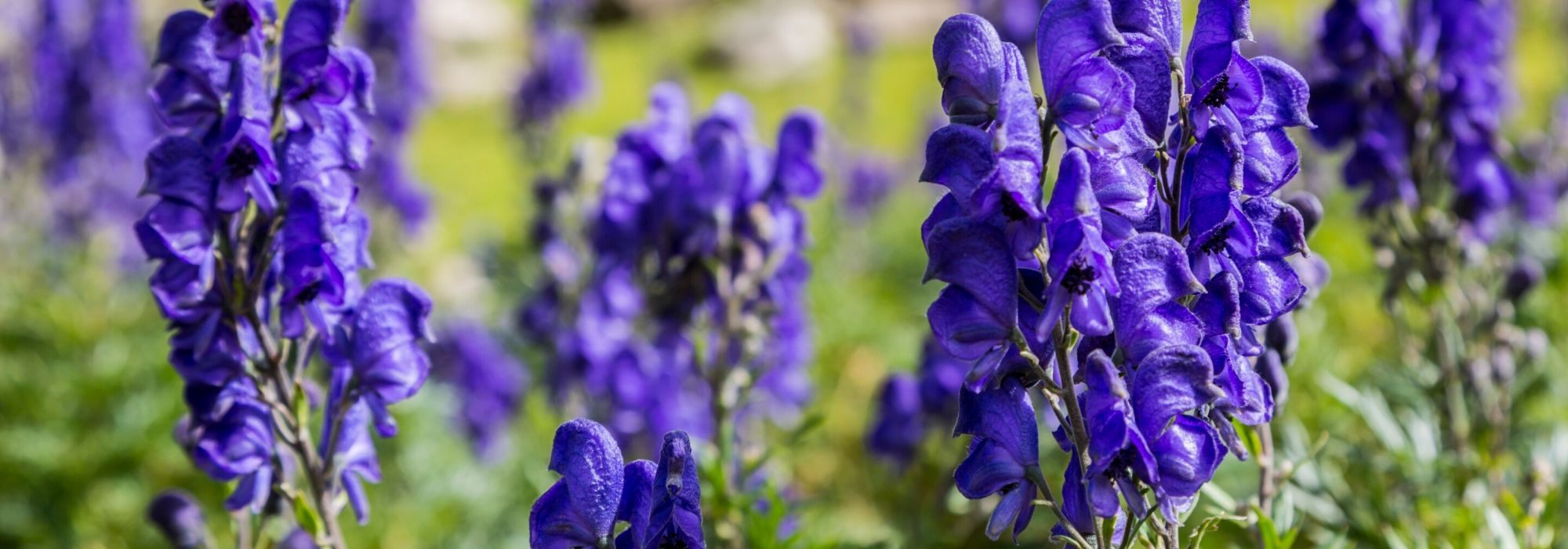7 giftige planten die je moet kennen voordat je ze in de tuin zet