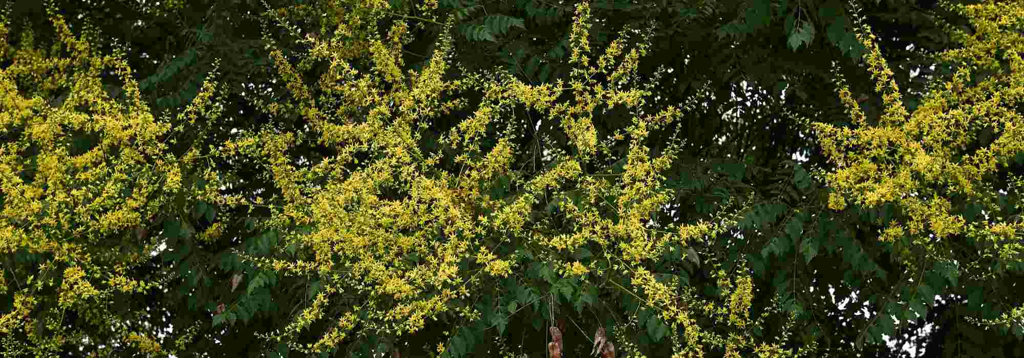 Zeepboom (Koelreuteria): planten en onderhoud