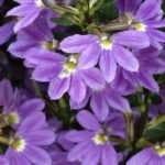Scaevola: planten en telen