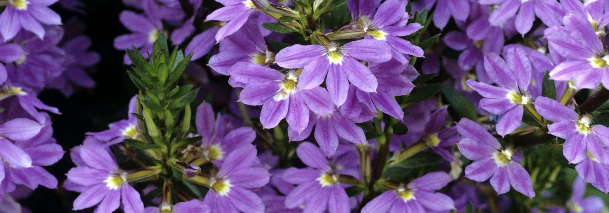 Scaevola: planten en telen