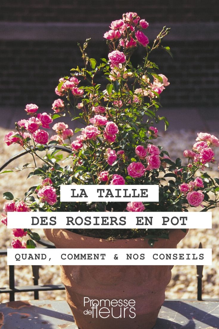 Wanneer en hoe een roos in een pot snoeien