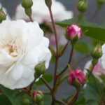 Wanneer en hoe rozen in potten snoeien?