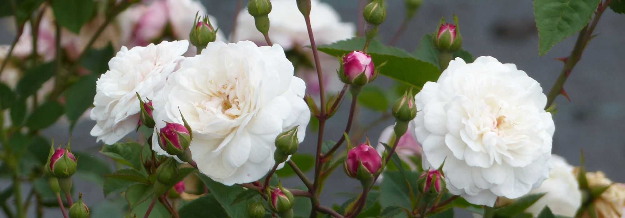 Wanneer en hoe rozen in potten snoeien?