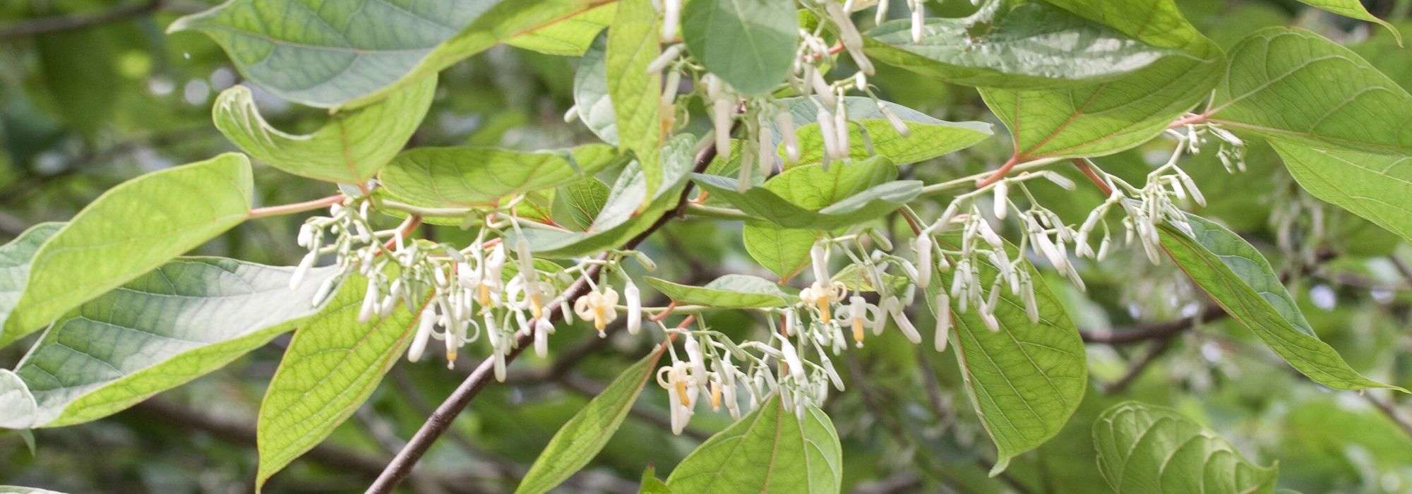 Alangium platanifolium, chinense: planten en kweken