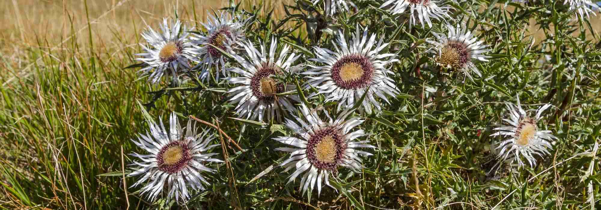 Driedistel: planten, telen