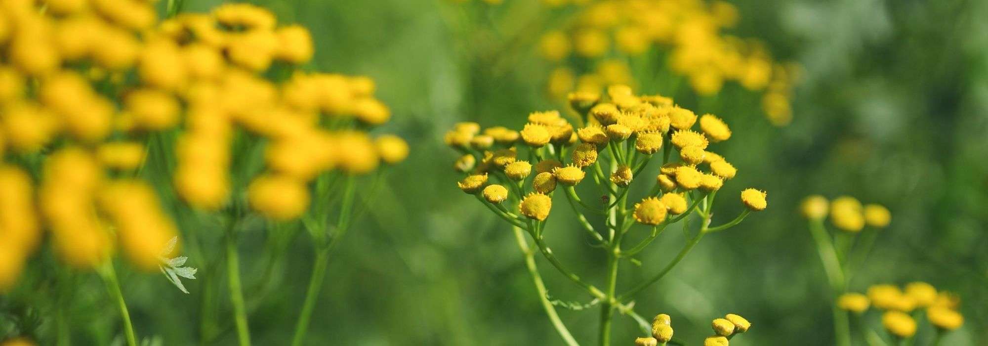 8 afwerende planten: ze houden de wacht in de tuin!