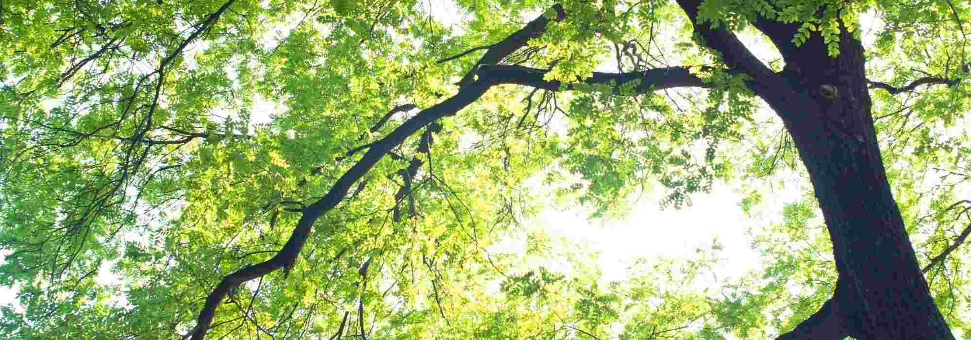 10 zeer winterharde en koudebestendige bomen