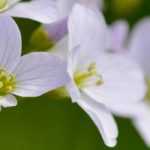 Cardamine planten en telen