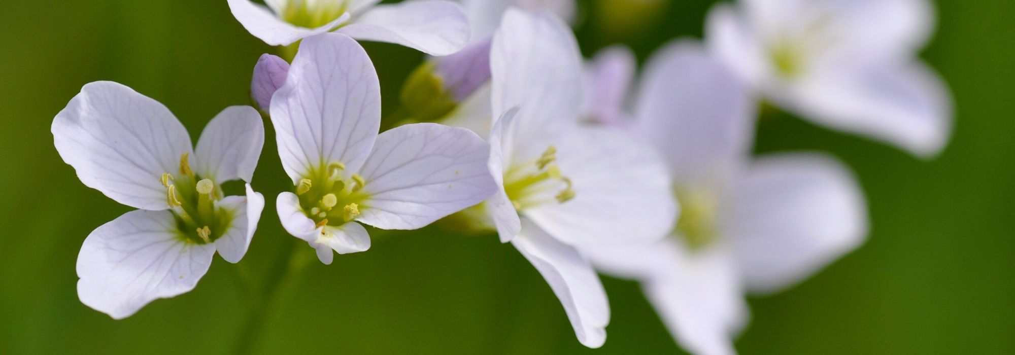 Cardamine planten en telen