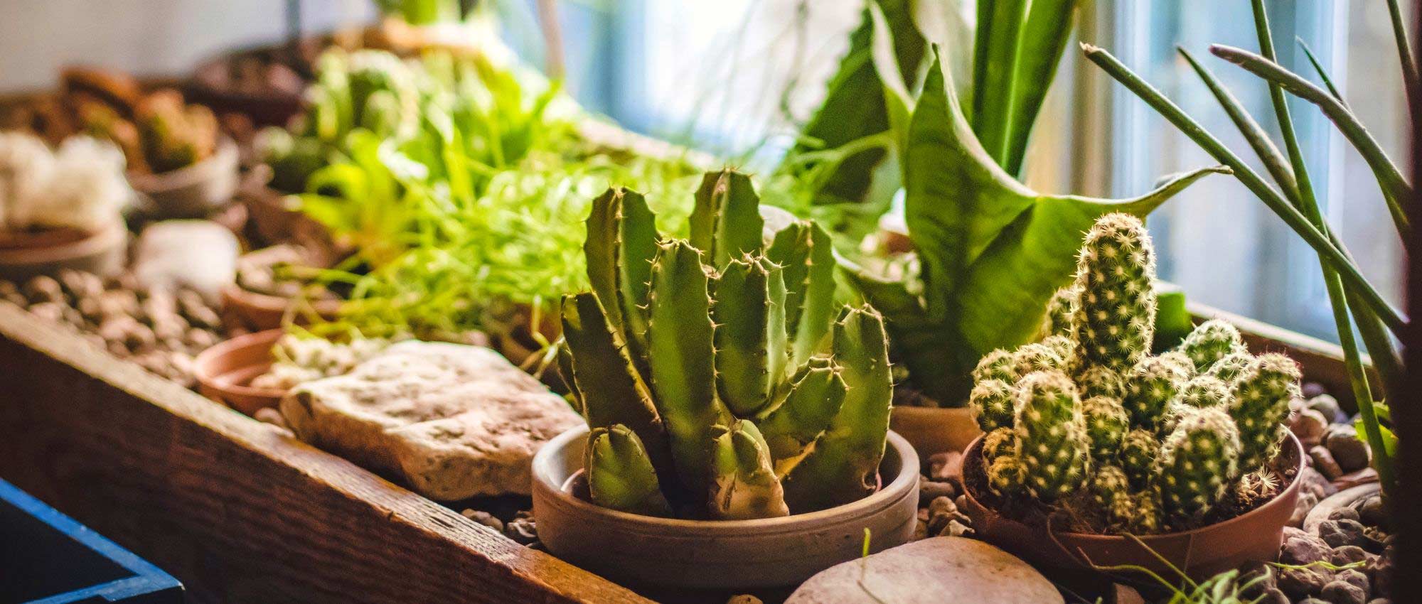 Hoe geef je een cactus water?