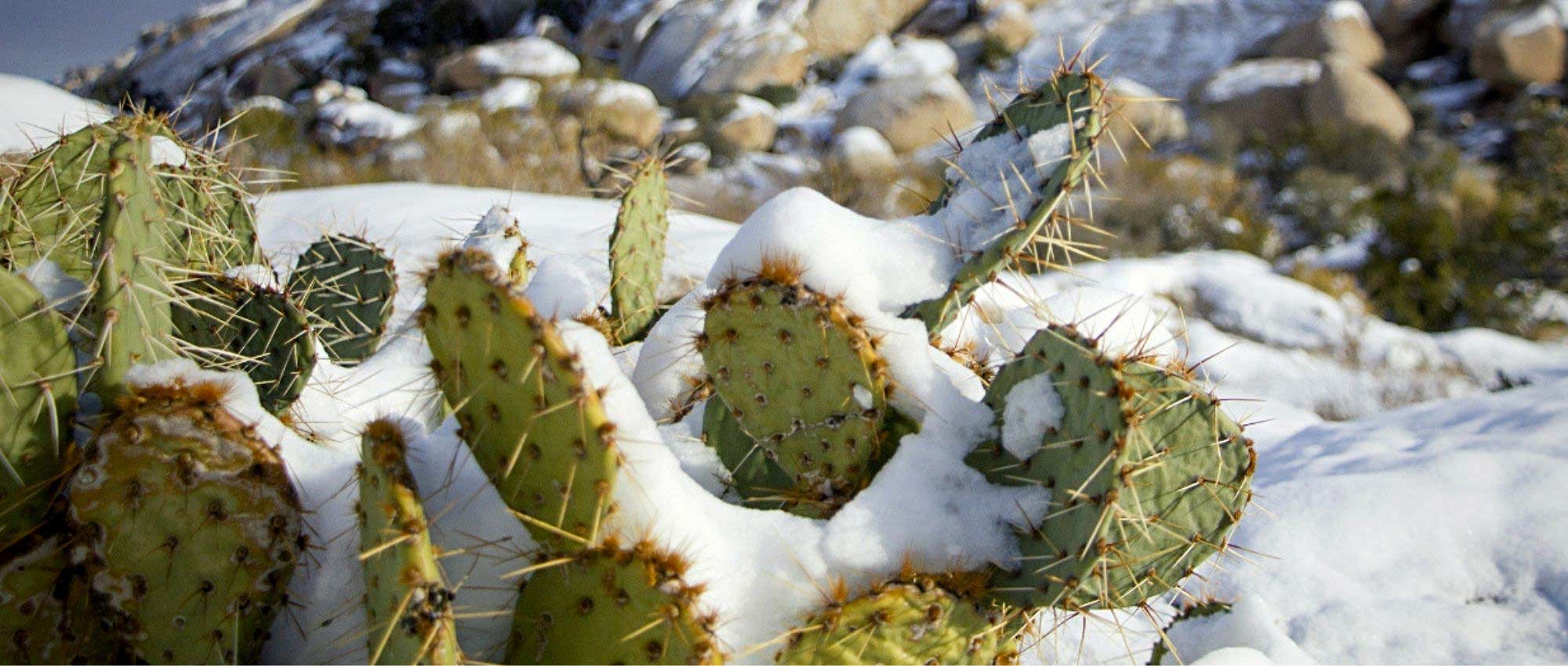 Cactussen beschermen in de winter?