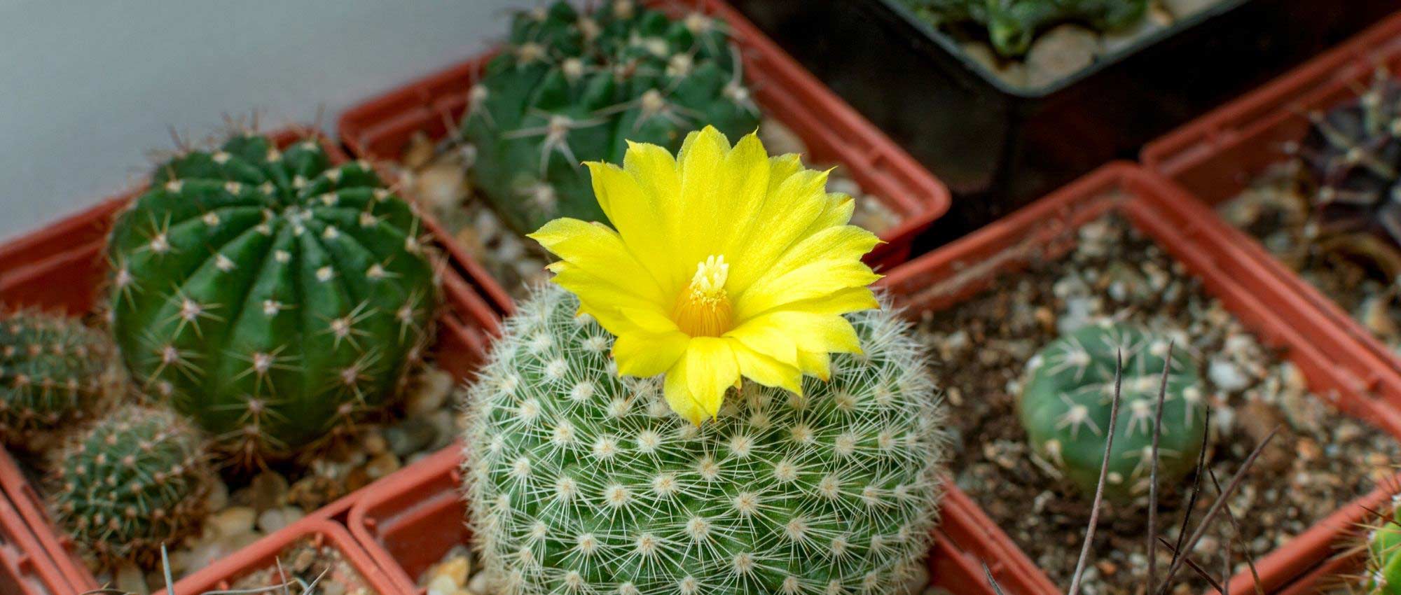Een cactus in een pot planten?