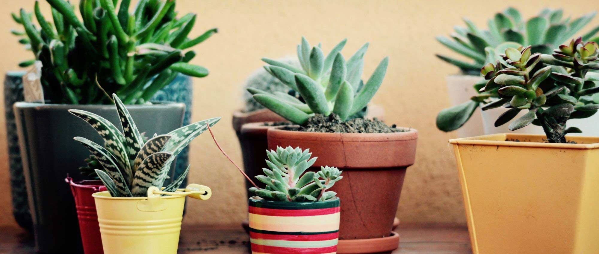 Cactussen en vetplanten voor binnen: telen en verzorgen