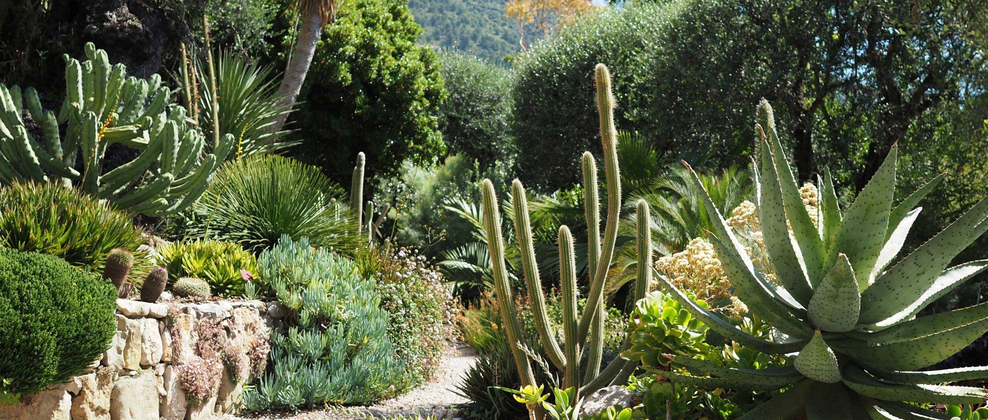 7 iconische cactussen en vetplanten