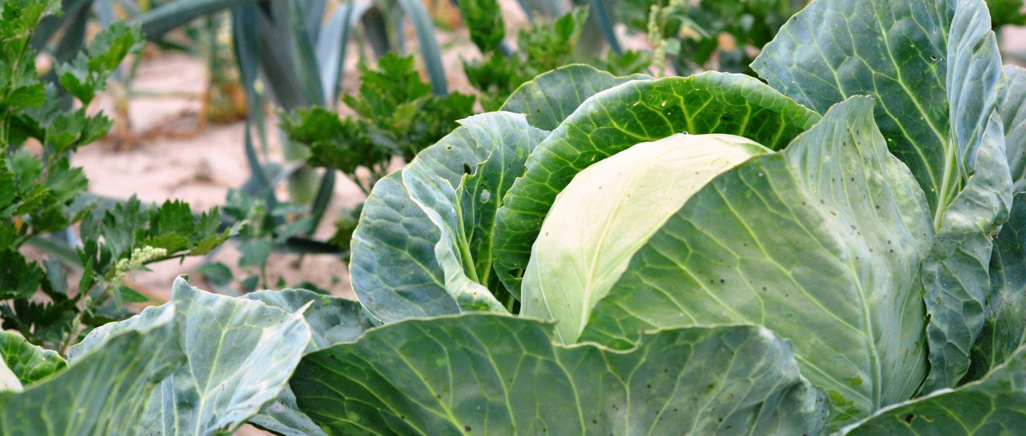 Meststof voor de moestuin: hoe kies je?