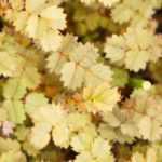 Acaena, stekelnootje: planten, telen