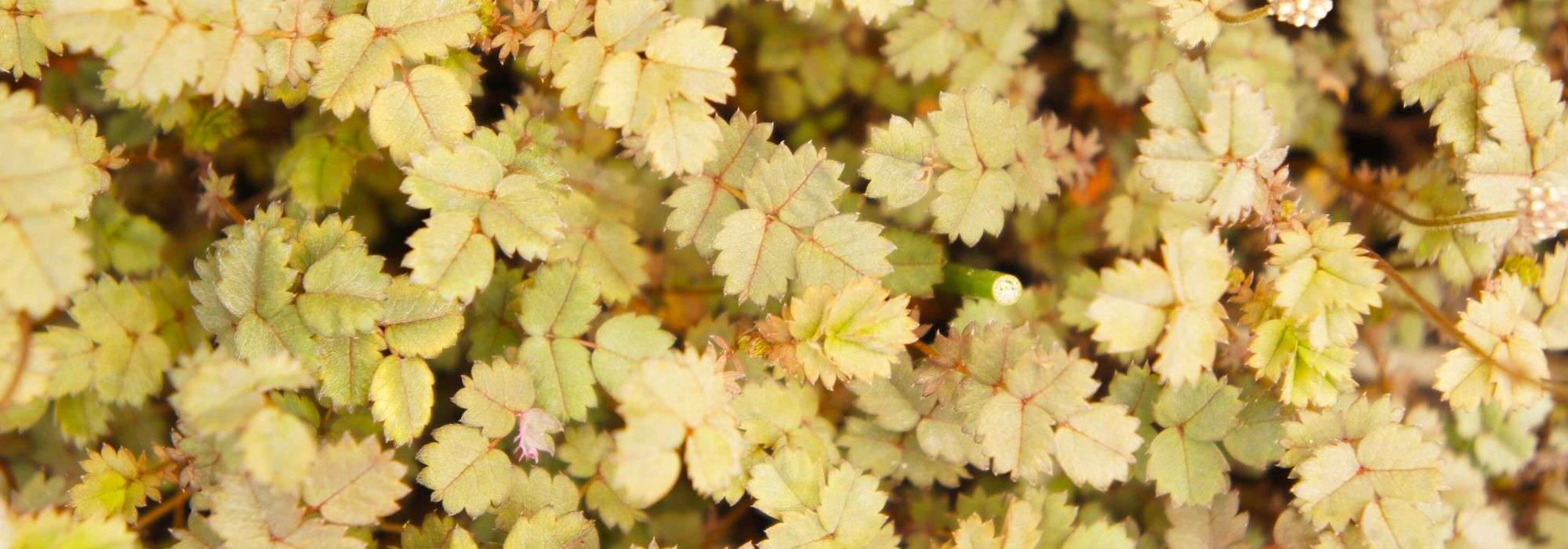 Acaena, stekelnootje: planten, telen