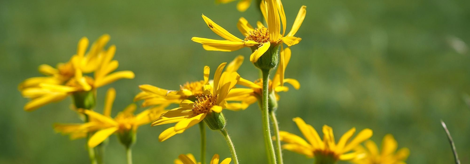 Arnica kweken, zaaien en voordelen