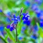 Ossentong, Anchusa: planten en telen