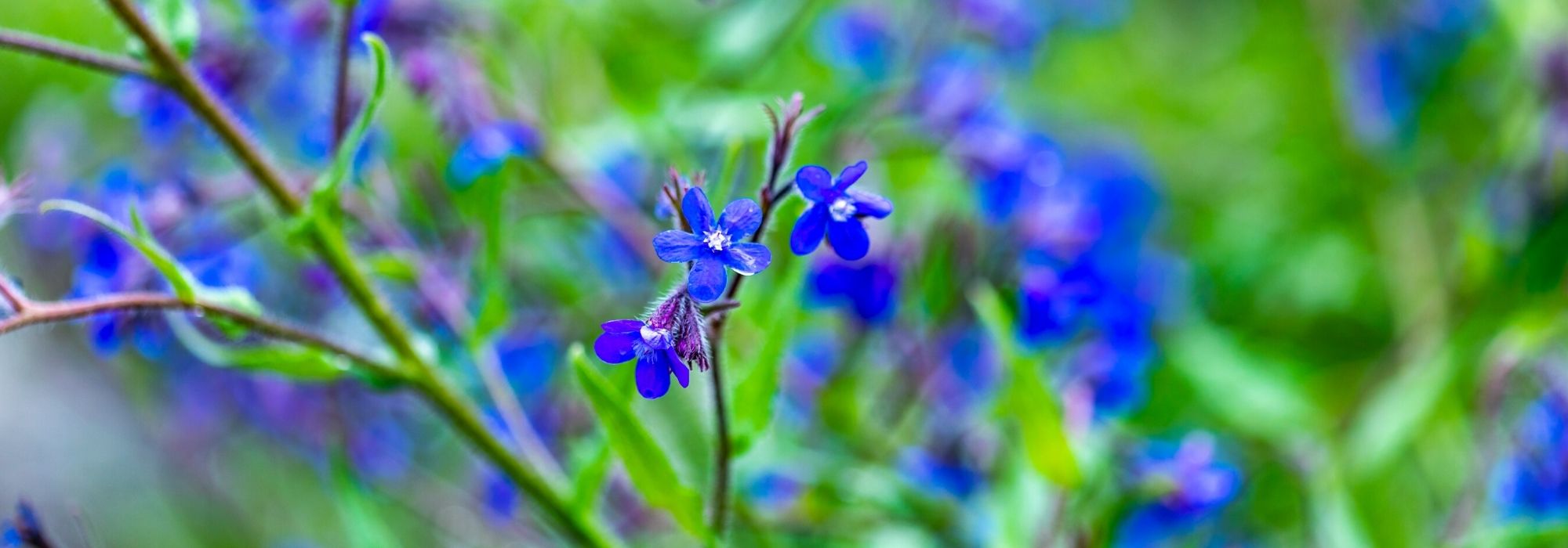 Ossentong, Anchusa: planten en telen