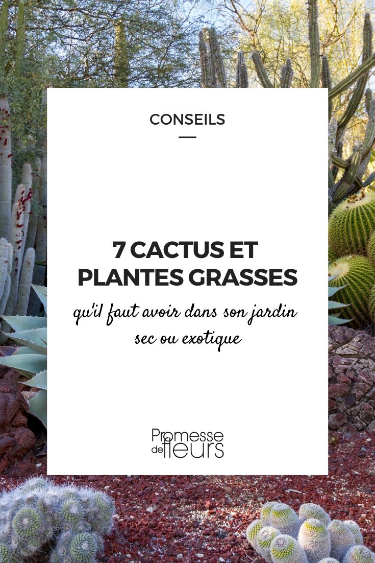 7 onmisbare cactussen en vetplanten