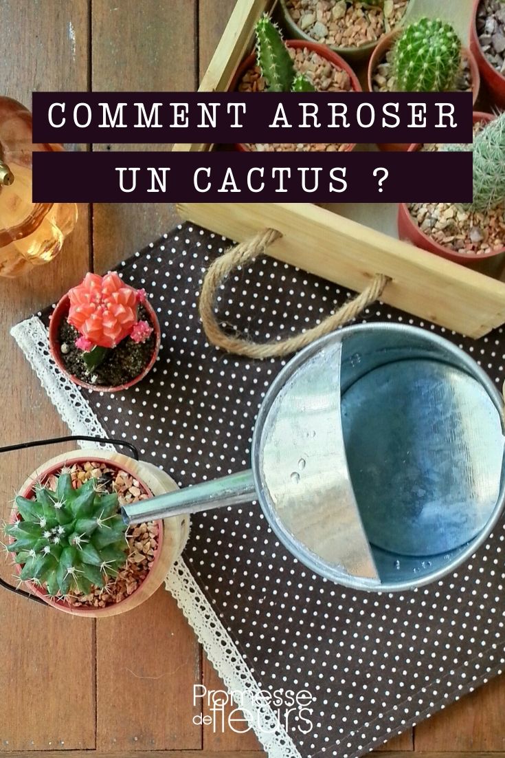 Cactus water geven: hoe doe je dat goed?